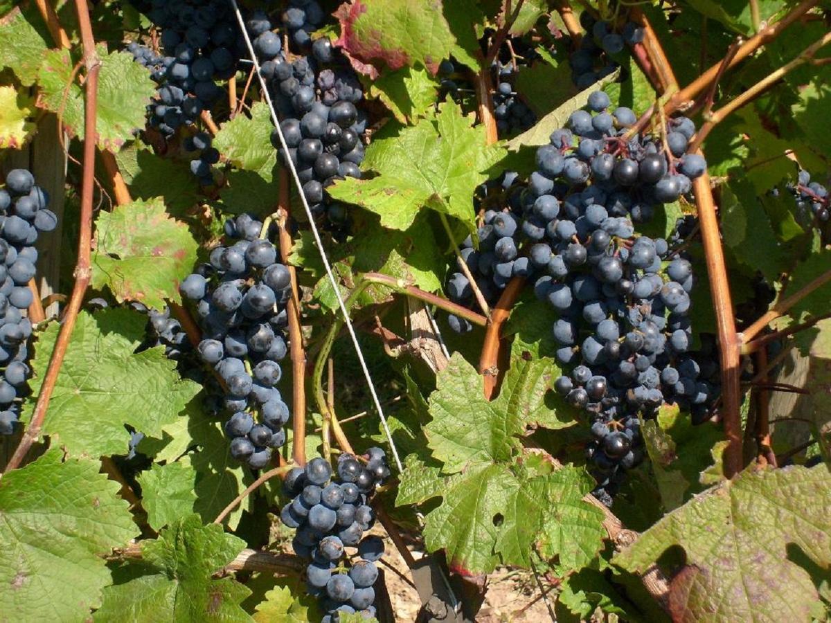 Winzerhof Spengler ξενώνας Kulsheim Εξωτερικό φωτογραφία
